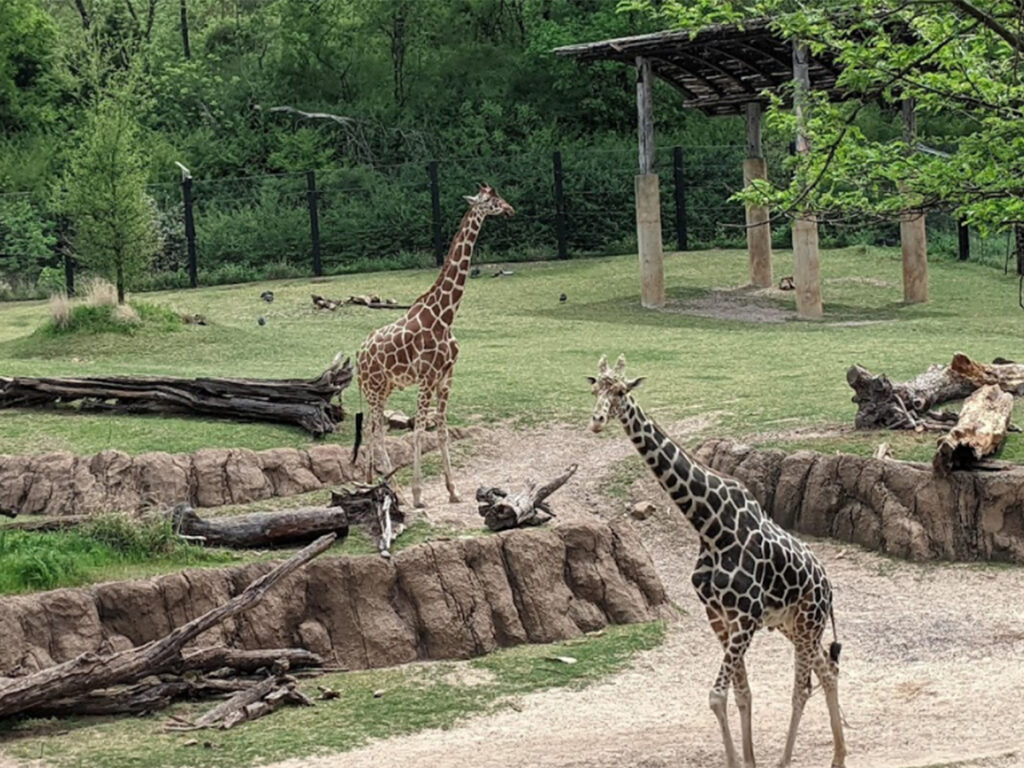 Dallas, TX 23 Dallas Zoo