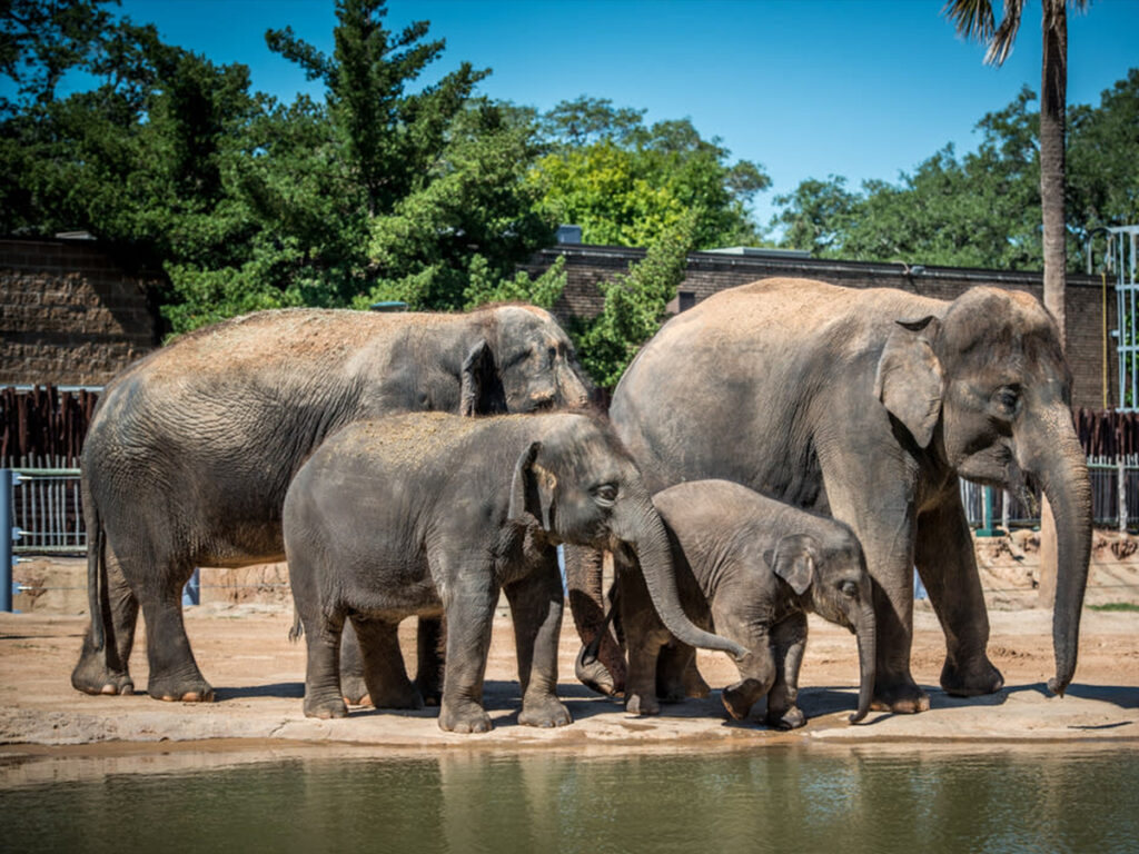 Houston Zoo 1