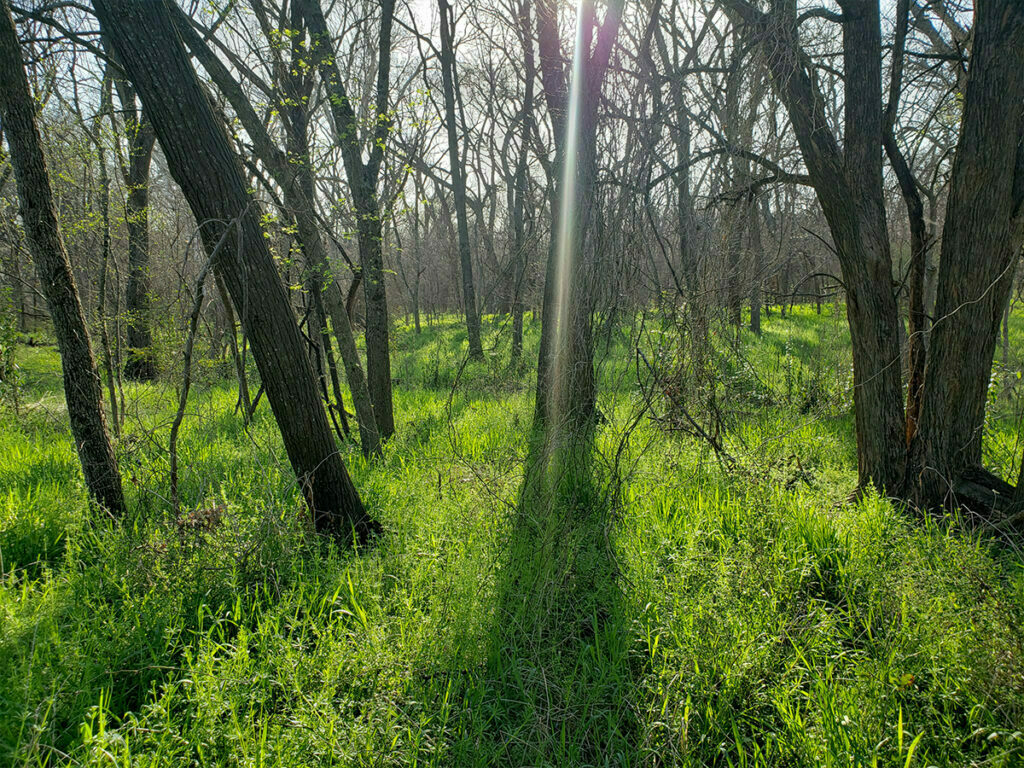 Rowlett Creek – Dallas County Nature