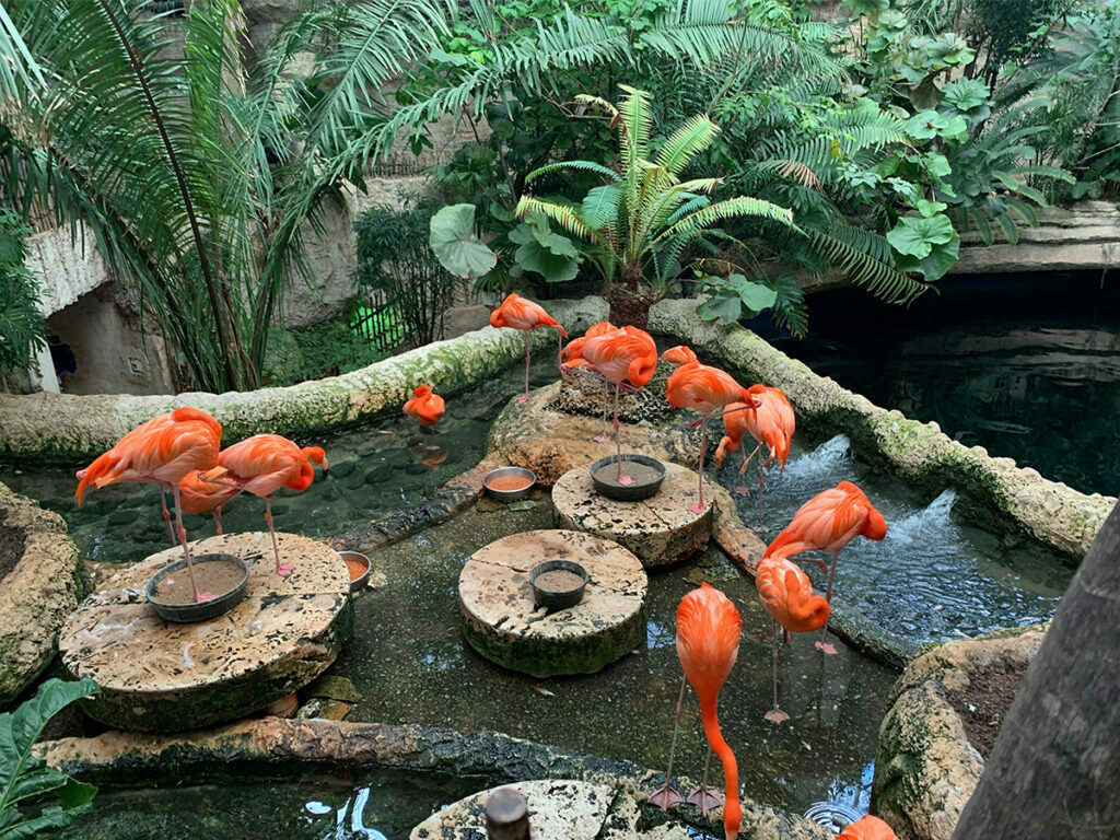 Dallas, TX 25 The Dallas World Aquarium